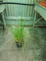 Pennisetum alopecuroides hameln - lampenpoetsersgras, Vaste plant, Halfschaduw, Zomer, Ophalen
