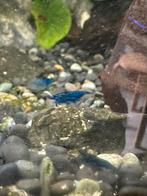 Blue velvet garnaal, Dieren en Toebehoren, Vissen | Aquariumvissen, Kreeft, Krab of Garnaal