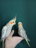 Tamme Baby Valkparkieten Cinnamon gepareld, Dieren en Toebehoren, Vogels | Parkieten en Papegaaien, Geslacht onbekend, Parkiet