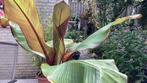 Ensete maurellii, Volle zon, Vaste plant, Bloeit niet, Ophalen