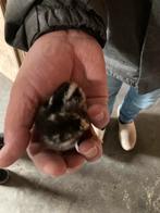 4 kuikens van de barnevelder kriel zilver dubbelgezoomd, Dieren en Toebehoren, Pluimvee, Geslacht onbekend, Kip