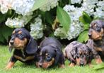 Prachtige dwerg teckel pups blacktan/choco/merle, Dieren en Toebehoren, Honden | Teckels en Dashonden, Nederland, CDV (hondenziekte)