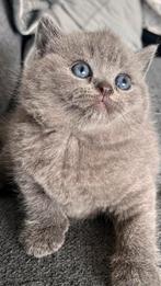 BRITISH SHORTHAIR (NOG 2 OVER), Dieren en Toebehoren, Katten en Kittens | Raskatten | Korthaar, Geslacht onbekend, Ontwormd, 0 tot 2 jaar