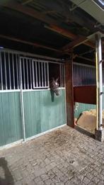 Fijne winterstalling voor paarden te huur, Dieren en Toebehoren, Stalling en Weidegang, Stalling, 4 paarden of pony's of meer