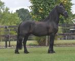 17 jarige brave friese ruin, Dieren en Toebehoren, Paarden, Gechipt, Ruin, 170 tot 175 cm, L