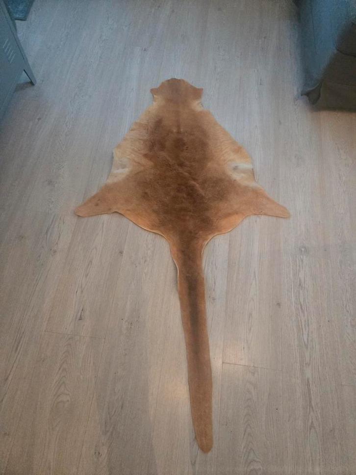 Kangoeroe huid, Verzamelen, Dierenverzamelingen, Gebruikt, Opgezet dier, Ophalen of Verzenden
