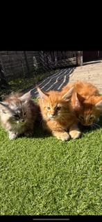 Maine Coon Kittens XXL, Dieren en Toebehoren, Katten en Kittens | Raskatten | Langhaar, Meerdere dieren, Ontwormd