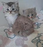 Britse langhaar kittens, Dieren en Toebehoren, Katten en Kittens | Raskatten | Langhaar, Meerdere dieren, Ontwormd