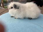 Ch teddy wit California broertjes, Dieren en Toebehoren, Knaagdieren, Mei, Mannelijk, Cavia