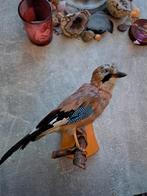 taxidermie taxidermy Opgezette "Flaamse Gaai", Ophalen of Verzenden, Zo goed als nieuw, Vogel, Opgezet dier