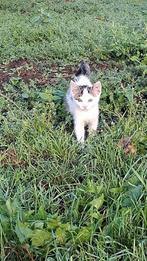 Boerderij kitten, Dieren en Toebehoren, Katten en Kittens | Overige Katten, Poes