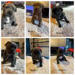 American Bully XL puppy’s, Dieren en Toebehoren, Honden | Beagles, Bassets en Lopende honden, Particulier, Rabiës (hondsdolheid)