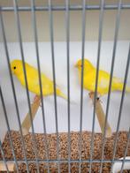 Koppels, Dieren en Toebehoren, Vogels | Kanaries, Meerdere dieren