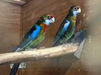 Rosella Prachtrosella mutaties zwart, cinnamon, wildkleur, Meerdere dieren, Parkiet