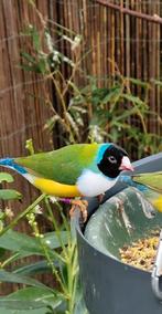 1 gouldamadine 2021 man, Dieren en Toebehoren, Vogels | Overige Vogels, Mannelijk