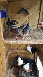 te  koop een koppel Takla sierduiven met twee grote jongen, Dieren en Toebehoren, Vogels | Duiven, Meerdere dieren, Overige soorten