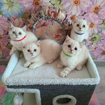 Prachtige Britse kittens zilveren chinchilla beschikbaar voor biedingen