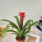 binnenplant Bromelia Guzmania €3, Huis en Inrichting, Kamerplanten, Ophalen, Overige soorten, Halfschaduw, Minder dan 100 cm