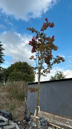 Lagerstroemia boom zeer uniek hoog rond 3,5 /4 meter 1st, Overige soorten, 250 tot 400 cm, Zomer, Ophalen