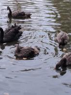 Zwanen, Dieren en Toebehoren, Pluimvee, Geslacht onbekend, Gans of Zwaan
