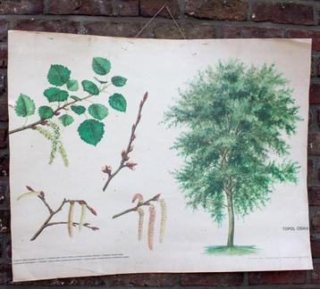 Vintage schoolkaart botanisch ratelpopulier boom 1971 deco