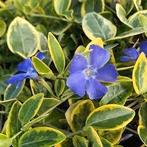 Vinca minor Blue and Gold. Maagdenpalm bodembedekkers, Bodembedekkers, Vaste plant, Ophalen of Verzenden, Halfschaduw