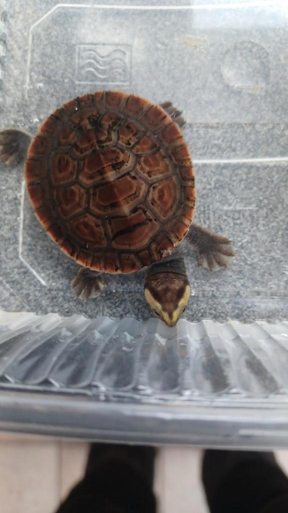 Emydura Subglobosa, Dieren en Toebehoren, Reptielen en Amfibieën, Schildpad, 0 tot 2 jaar