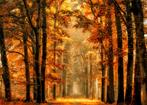 Herfstbos Fotobehang XL, bosbehang, Muurdeco4kids, Verzenden, Minder dan 10 m², Bos, natuur, bomen behang