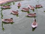 Jonge siereenden, Dieren en Toebehoren, Meerdere dieren, Eend