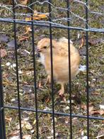 Kuikens van super legkippen., Geslacht onbekend, Kip