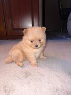 Pomeriaan puppys, Dieren en Toebehoren, Rabiës (hondsdolheid), Overige rassen, 8 tot 15 weken, Meerdere