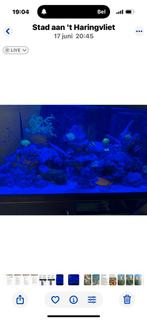 Te koop zeeaquarium compleet 500l, Dieren en Toebehoren, Ophalen of Verzenden, Zo goed als nieuw, Gevuld zeewateraquarium