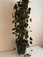 Philodendron Micans, Huis en Inrichting, Kamerplanten, Ophalen, Overige soorten, Minder dan 100 cm
