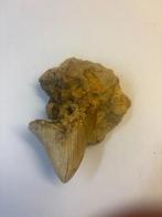 Megalodon Haaientand (6), Ophalen of Verzenden, Fossiel