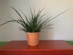 Sansevieria , Kamerplant, Ophalen, Overige soorten, Halfschaduw, In pot