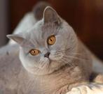 Britse korthaar kittens, Dieren en Toebehoren, Katten en Kittens | Raskatten | Korthaar, Meerdere dieren, Gechipt