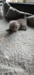Hypoallergeen kittens Siberische kat x bengaal, Meerdere dieren, Ontwormd, 0 tot 2 jaar
