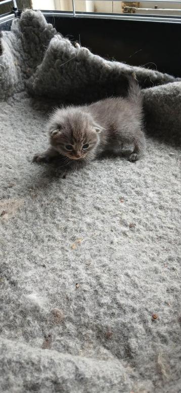 Hypoallergeen kittens Siberische kat x bengaal  beschikbaar voor biedingen