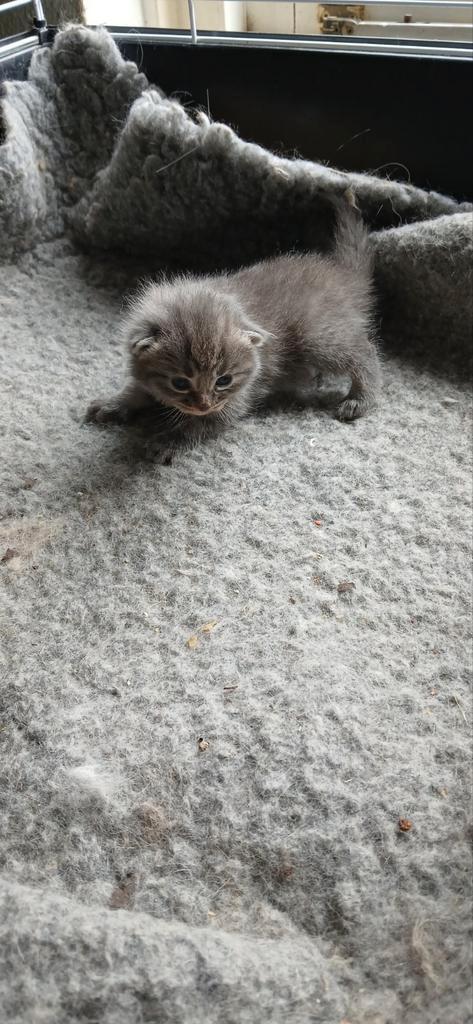 Hypoallergeen kittens Siberische kat x bengaal, Dieren en Toebehoren, Katten en Kittens | Raskatten | Langhaar, Meerdere dieren