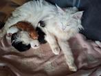 Prachtige Maine Coon kittens, Dieren en Toebehoren