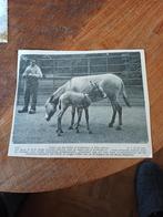 Knipsel wilde steppenezel dierentuin Artis Amsterdam 1909, Ophalen of Verzenden, Zo goed als nieuw, Paard, Beeldje of Figuurtje