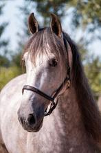 Lieve ruin te koop, Dieren en Toebehoren, Paarden, Gechipt, Ruin, Niet van toepassing, 160 tot 165 cm