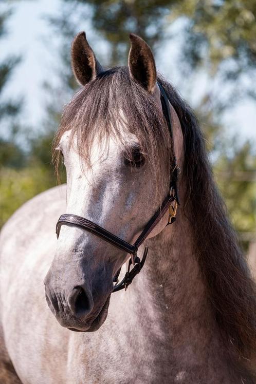 Lieve ruin te koop, Dieren en Toebehoren, Paarden, Ruin, Niet van toepassing, 160 tot 165 cm, 11 jaar of ouder, Recreatiepaard