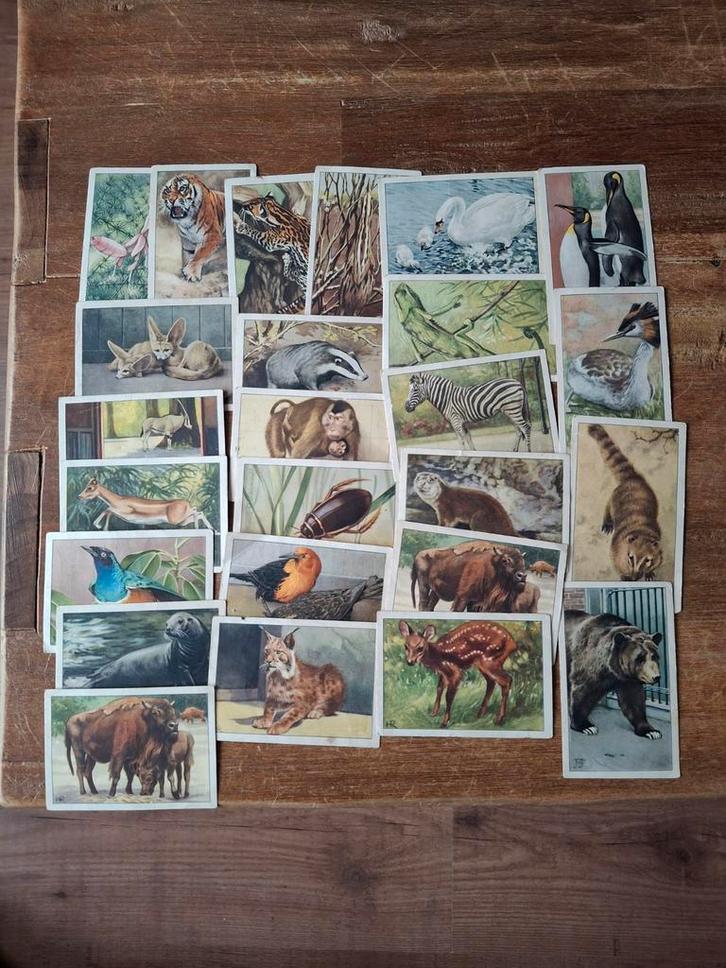 Verkade Album Dierenleven in Artis - Complete Set?, Verzamelen, Dierenverzamelingen, Gebruikt, Overige typen, Wild dier, Ophalen of Verzenden