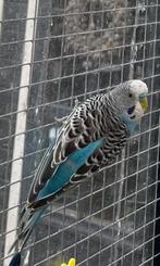 Grasparkiet split fallow, Dieren en Toebehoren, Vogels | Parkieten en Papegaaien, Mannelijk, Parkiet, Geringd