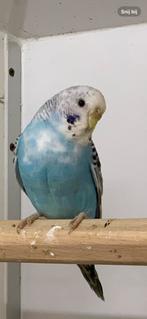 Parkiet, Dieren en Toebehoren, Vogels | Parkieten en Papegaaien, Vrouwelijk, Parkiet