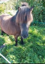 Verzorgster voor 2 lieve shets, Dieren en Toebehoren, Ophalen of Verzenden
