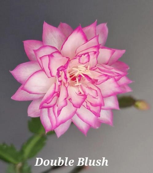 Schlumbergera Double Blush, Huis en Inrichting, Kamerplanten, Overige soorten, Minder dan 100 cm, Bloeiende kamerplant, Halfschaduw