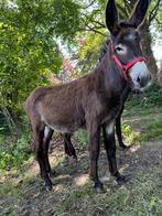 Lieve ezel dekhengst, Dieren en Toebehoren, Mannelijk, Voor 1 juli 2024