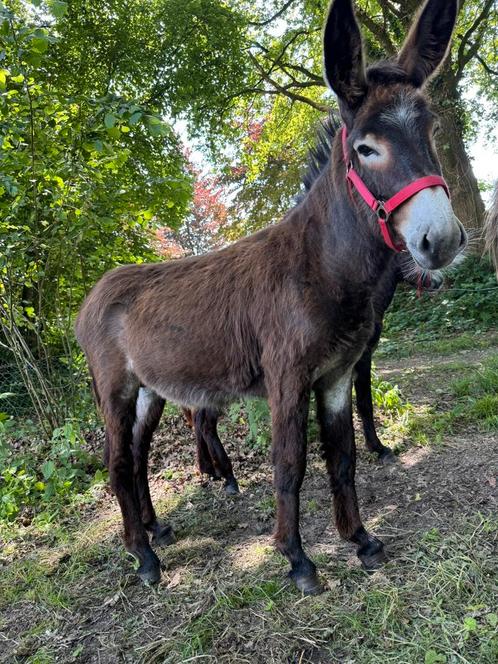 Lieve ezel dekhengst, Dieren en Toebehoren, Overige Dieren, Mannelijk, Voor 1 juli 2024